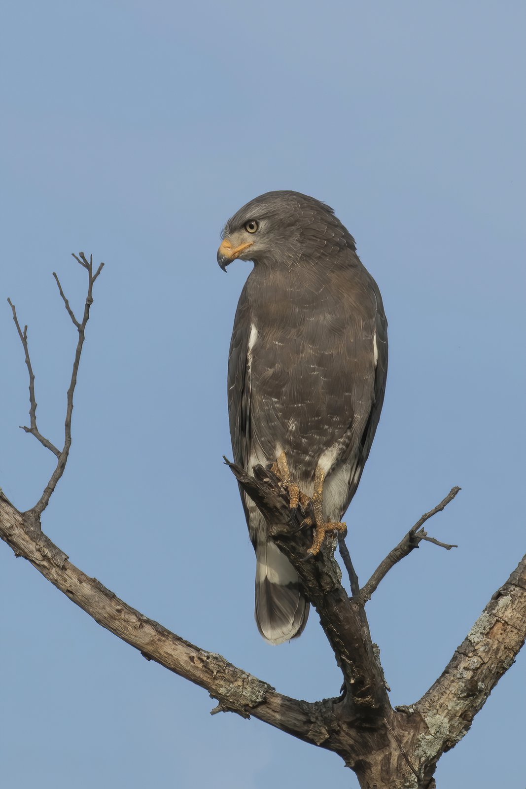 Western Banded Snake Eagle (Circaetus cinerascens)