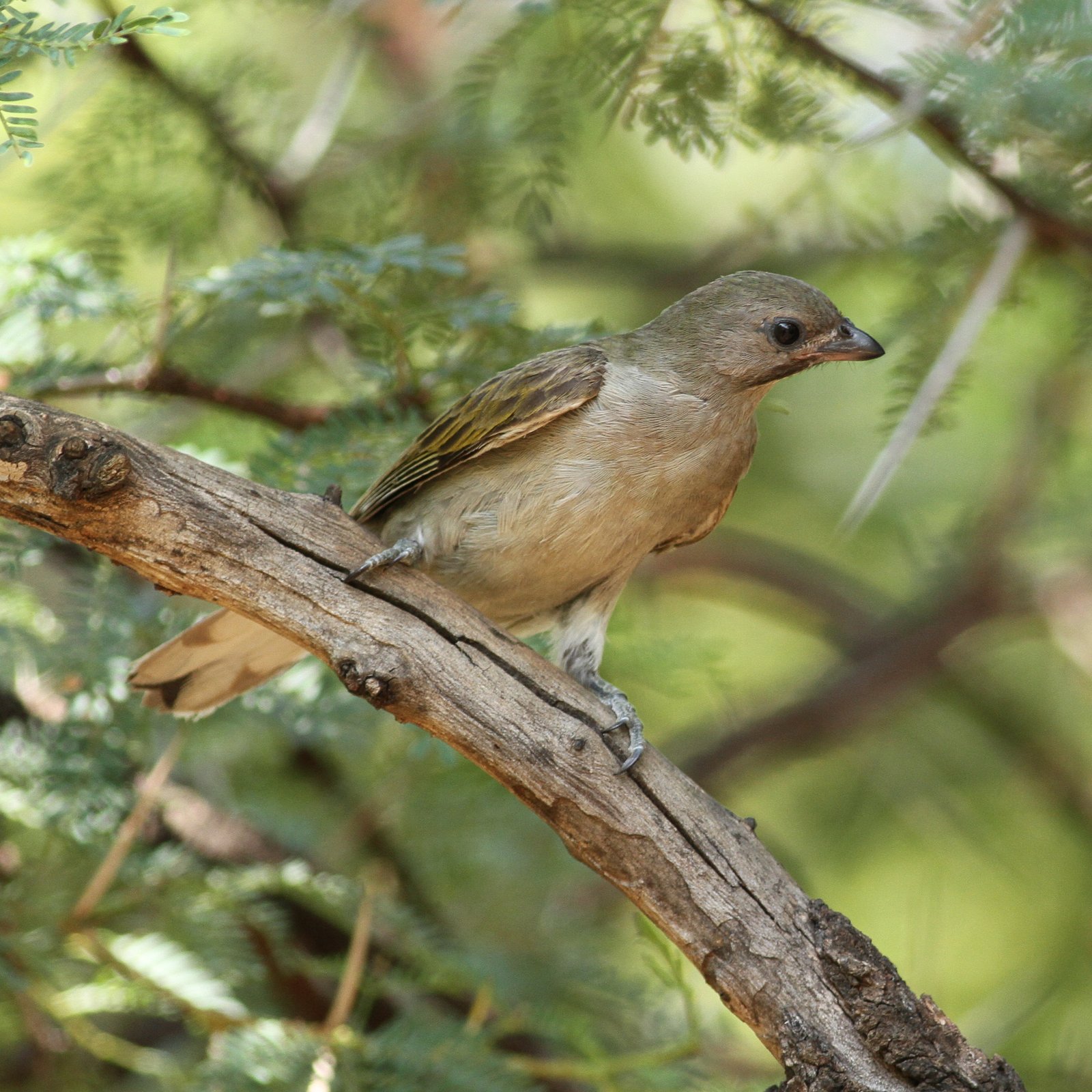 Lesser Honeyguide (Indicator minor)