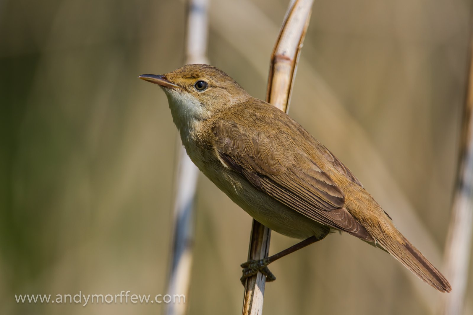 Common Reed Warbler (Acrocephalus scirpaceus)