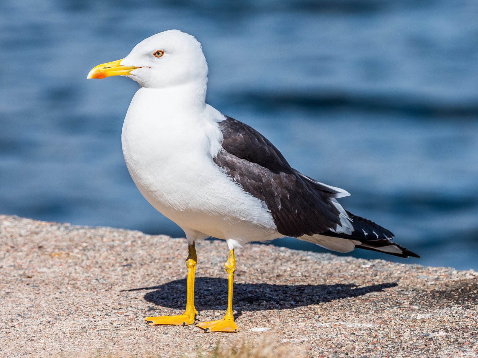 Lesser Black-Backed Gull (Larus fuscus)