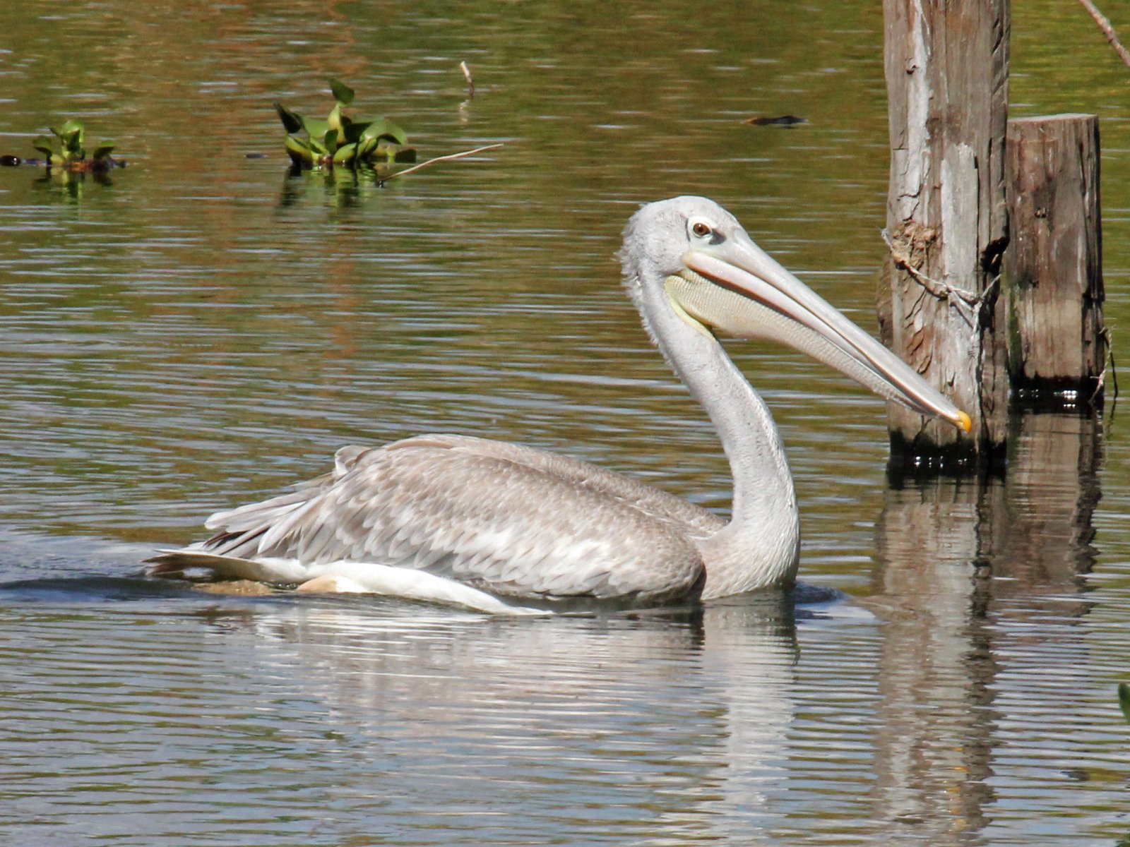 Pink-Backed Pelican (Pelecanus rufescens)