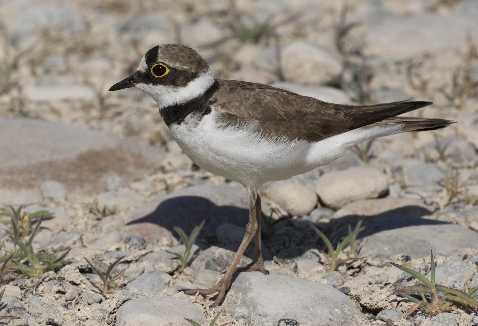 Little Ringed Plover (Thinornis dubius)