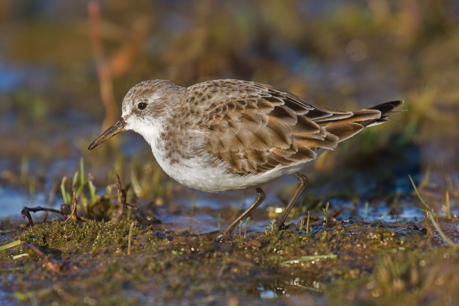 Little Stint (Calidris minuta)