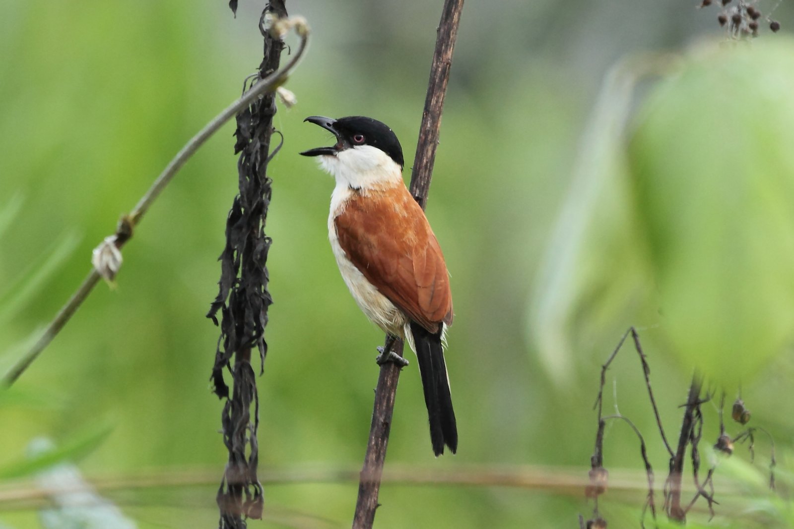 Marsh Tchagra (Bocagia minuta)