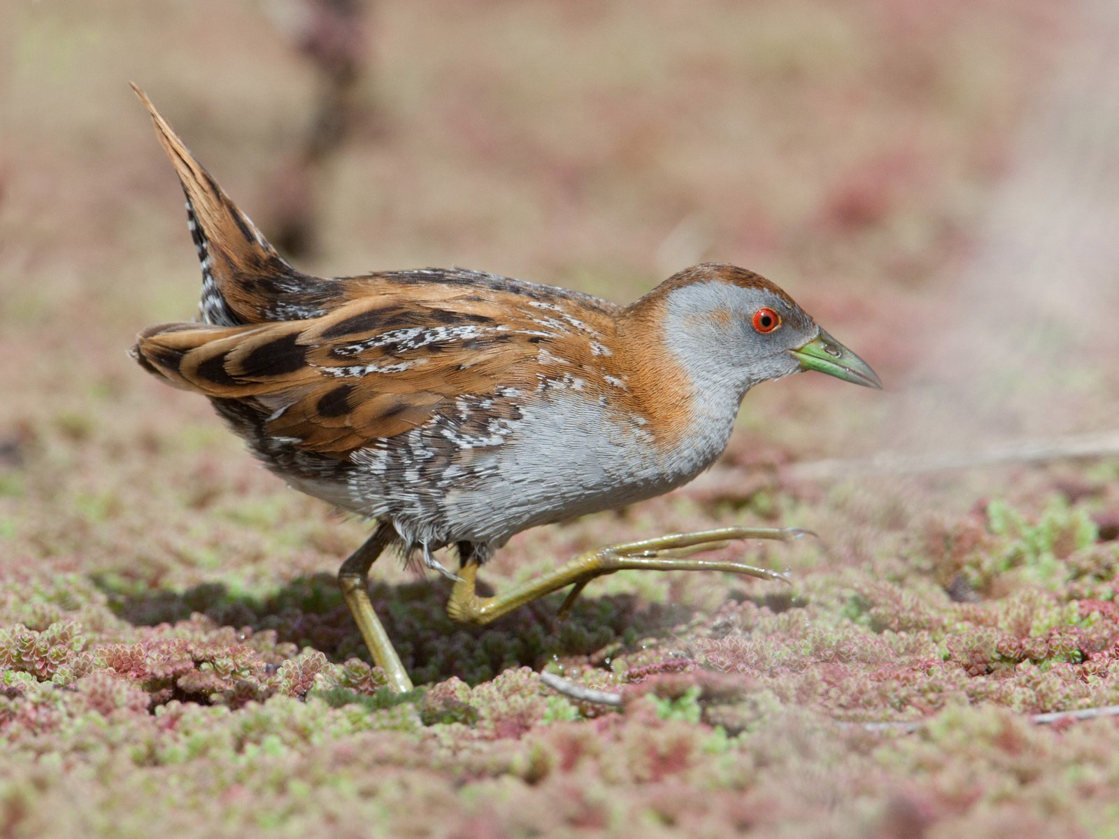 Baillon's Crake (Zapornia pusilla)