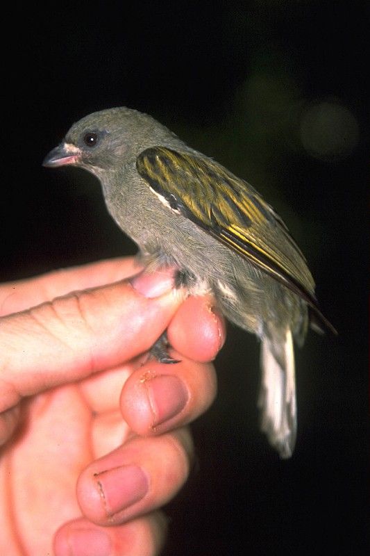 Least Honeyguide (Indicator exilis)