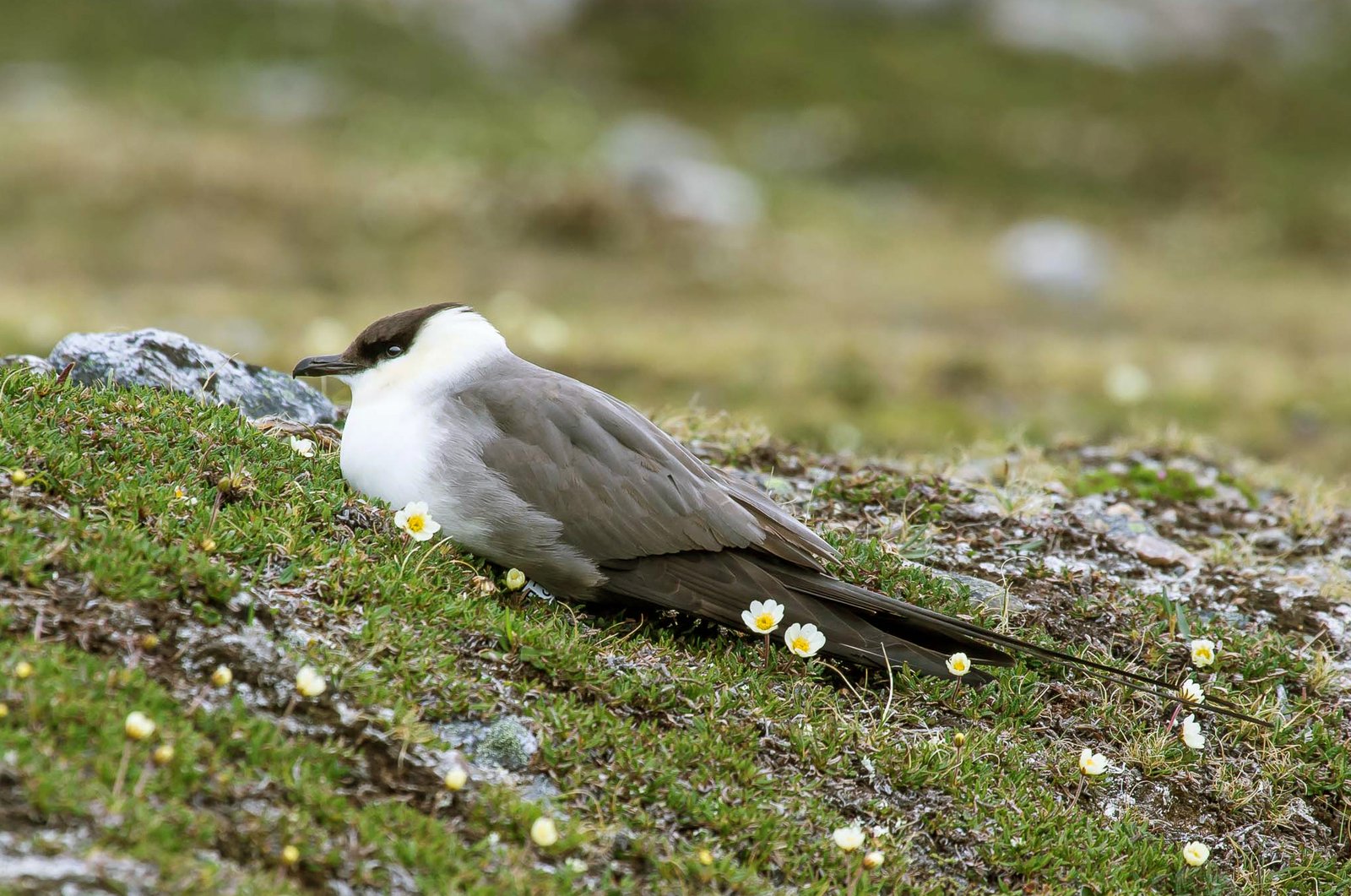 Long-Tailed Jaeger (Stercorarius longicaudus)