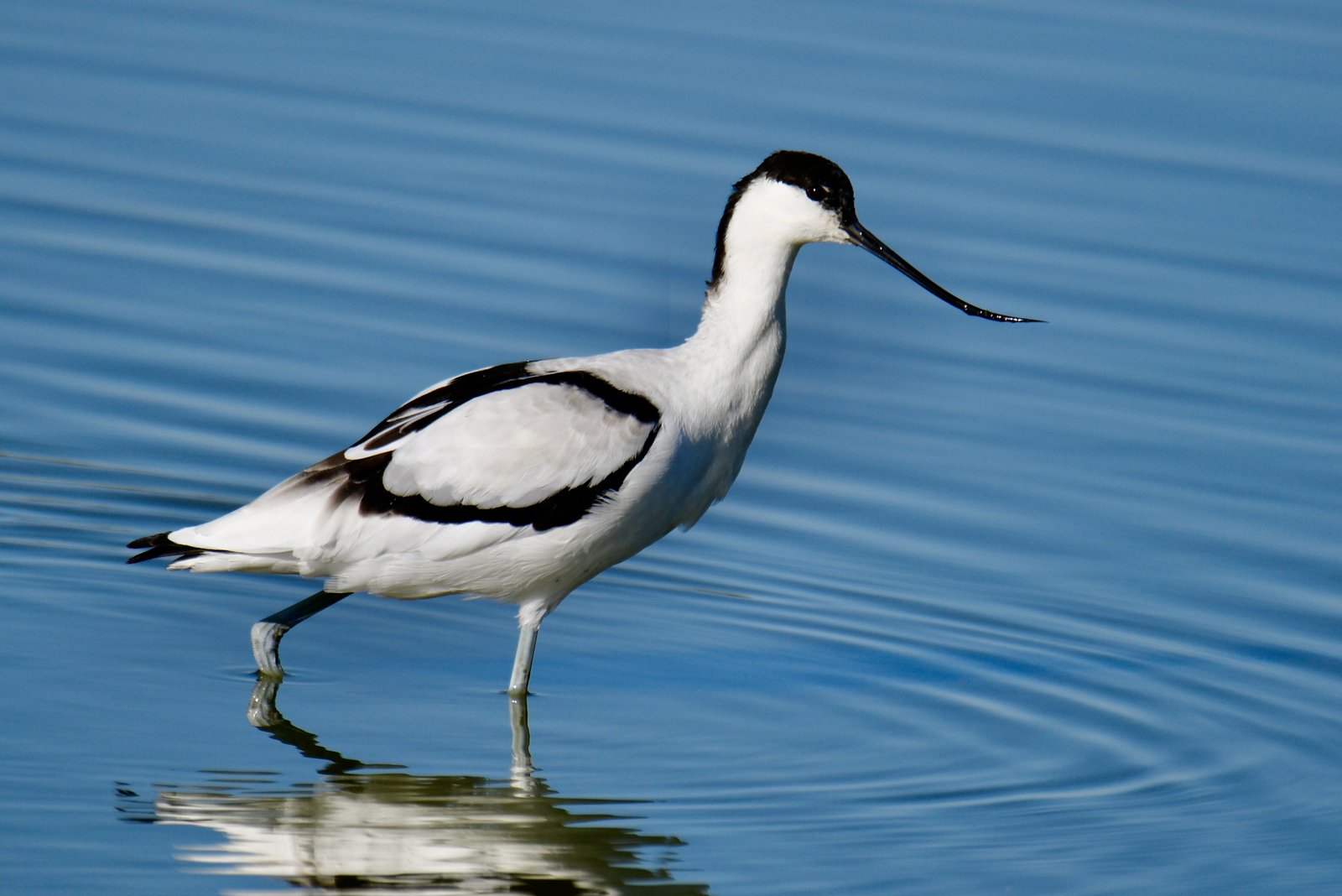 Pied Avocet (Recurvirostra avosetta)