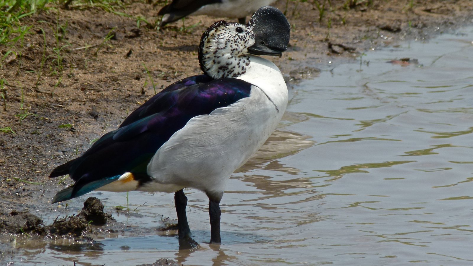 Knob-Billed Duck (Sarkidiornis melanotos)