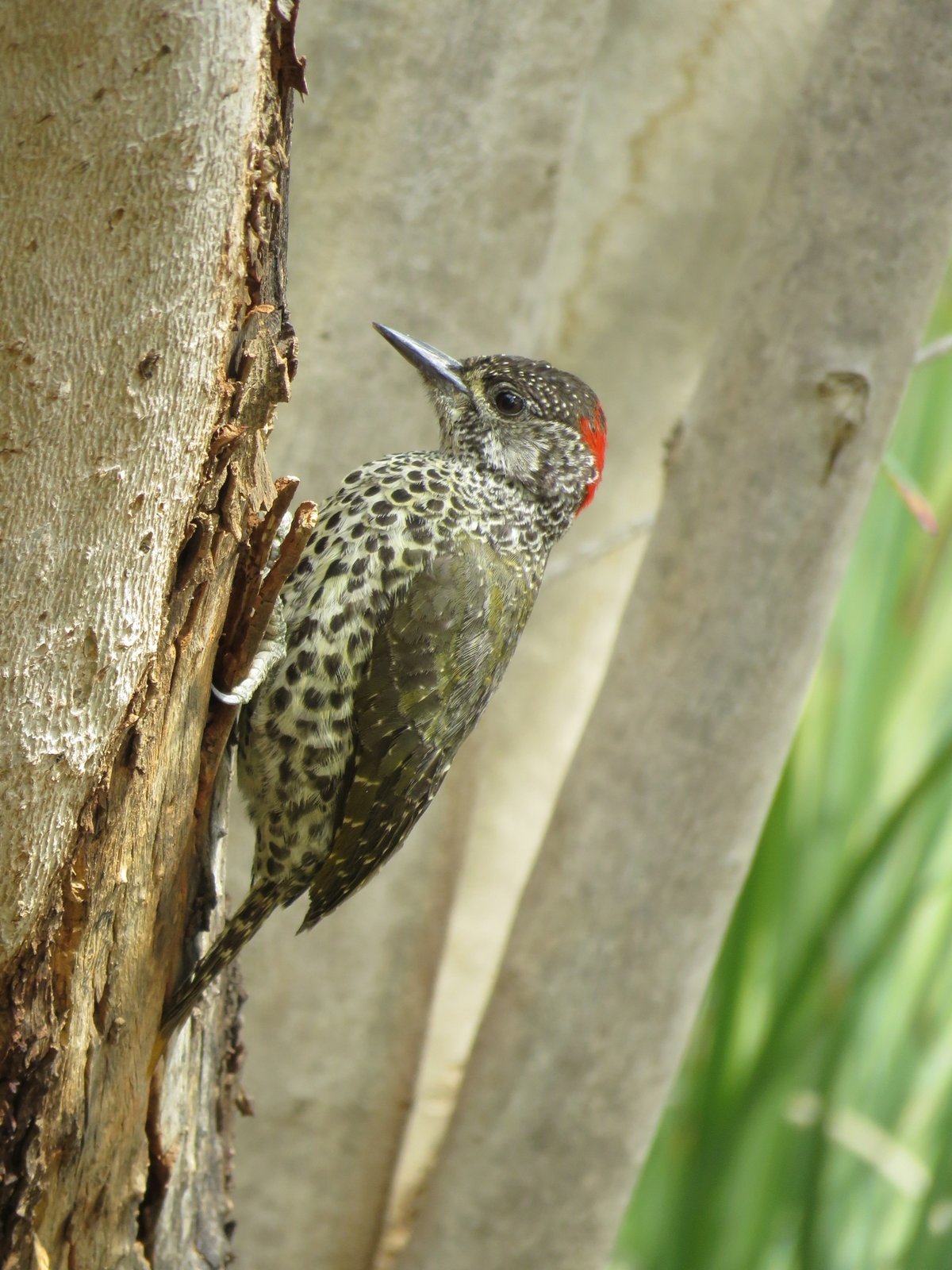Knysna Woodpecker (Campethera notata)