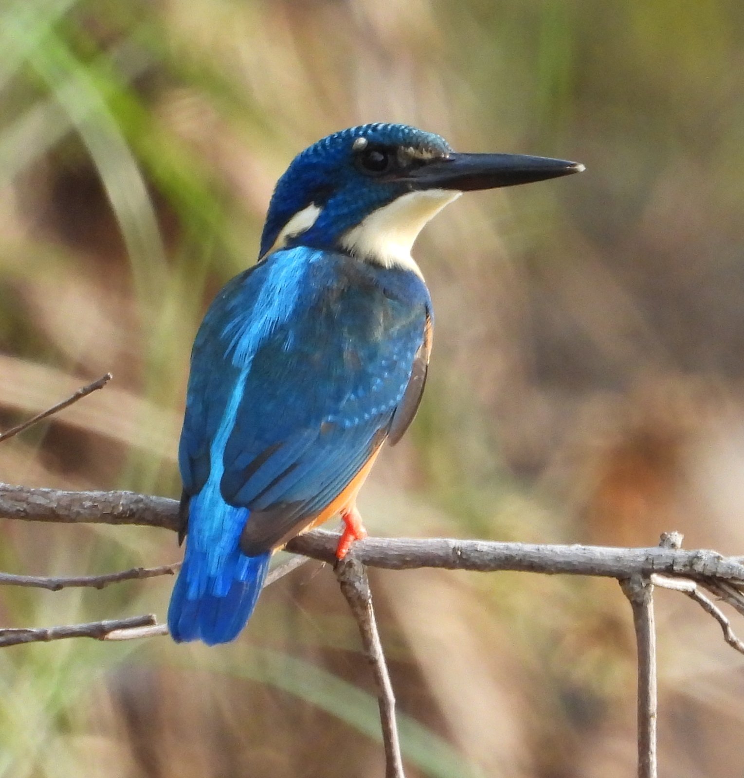 Half-Collared Kingfisher (Alcedo semitorquata)