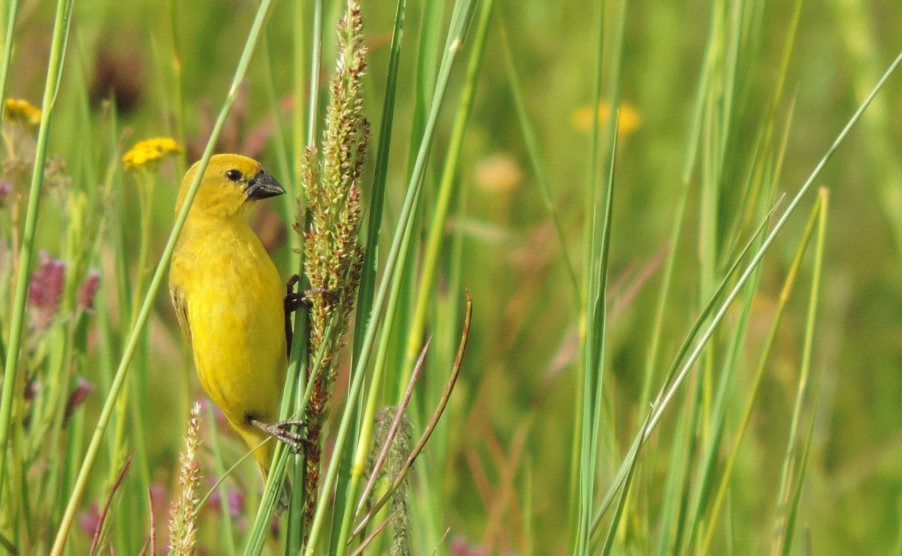 Cuckoo-Finch (Anomalospiza imberbis)