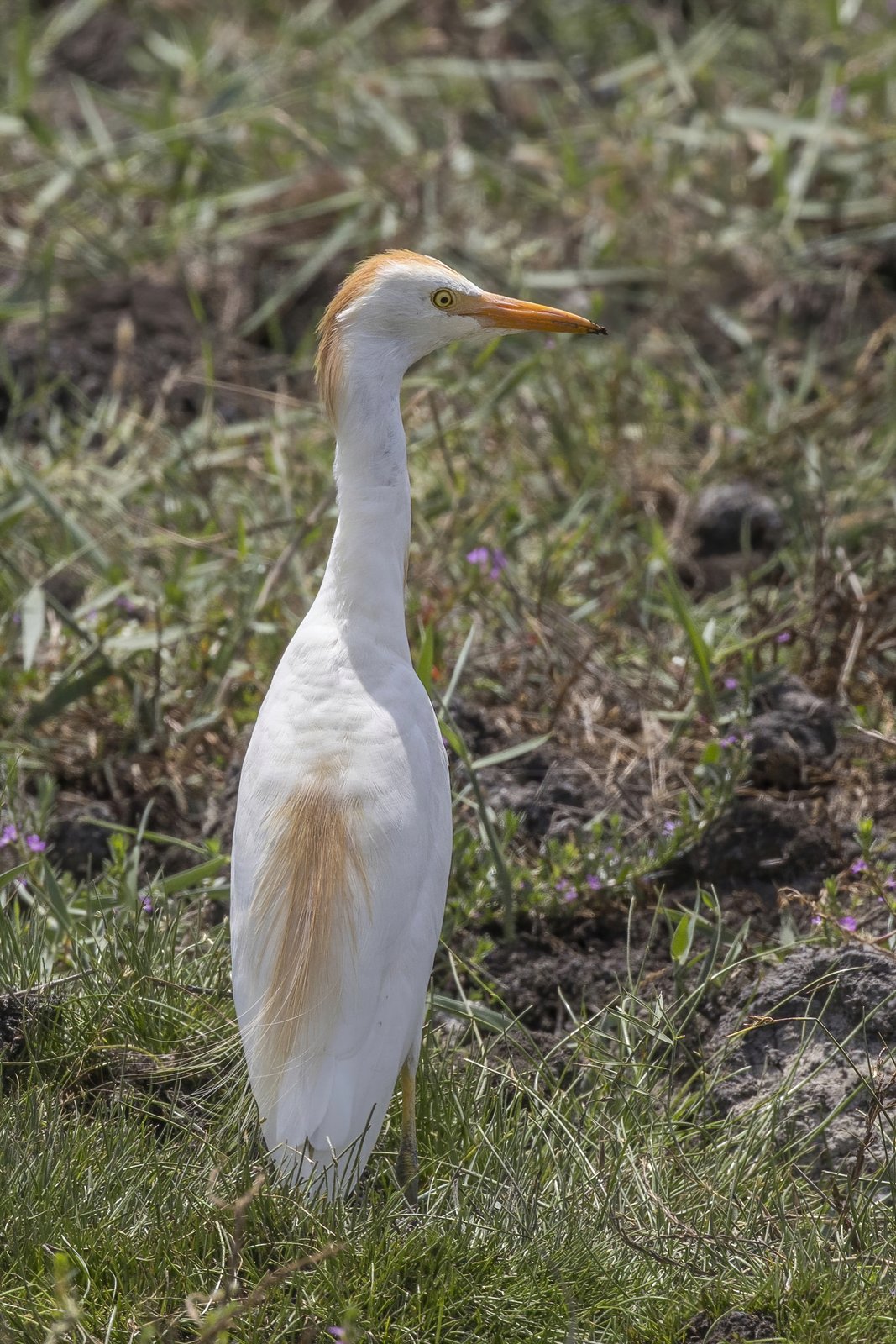 Western Cattle Egret (Ardea ibis)