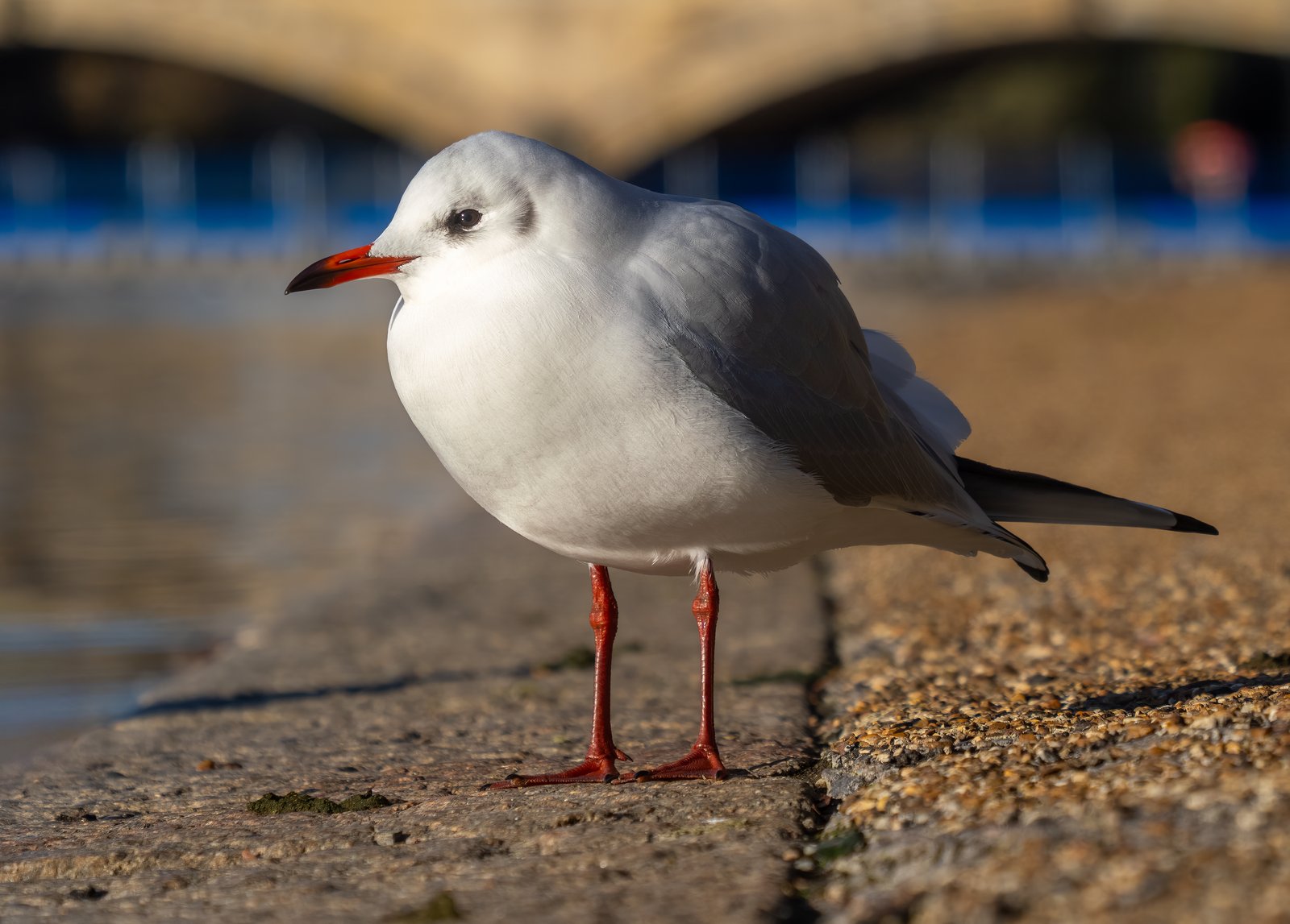 Black-Headed Gull (Chroicocephalus ridibundus)