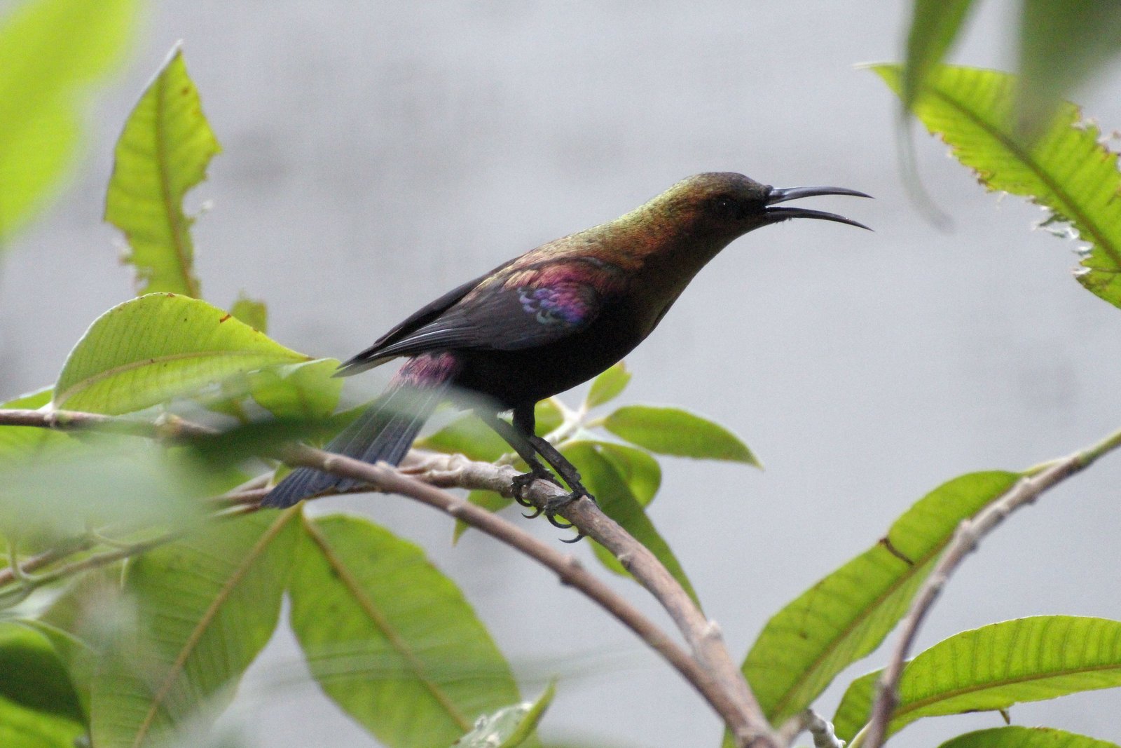 Copper Sunbird (Cinnyris cupreus)