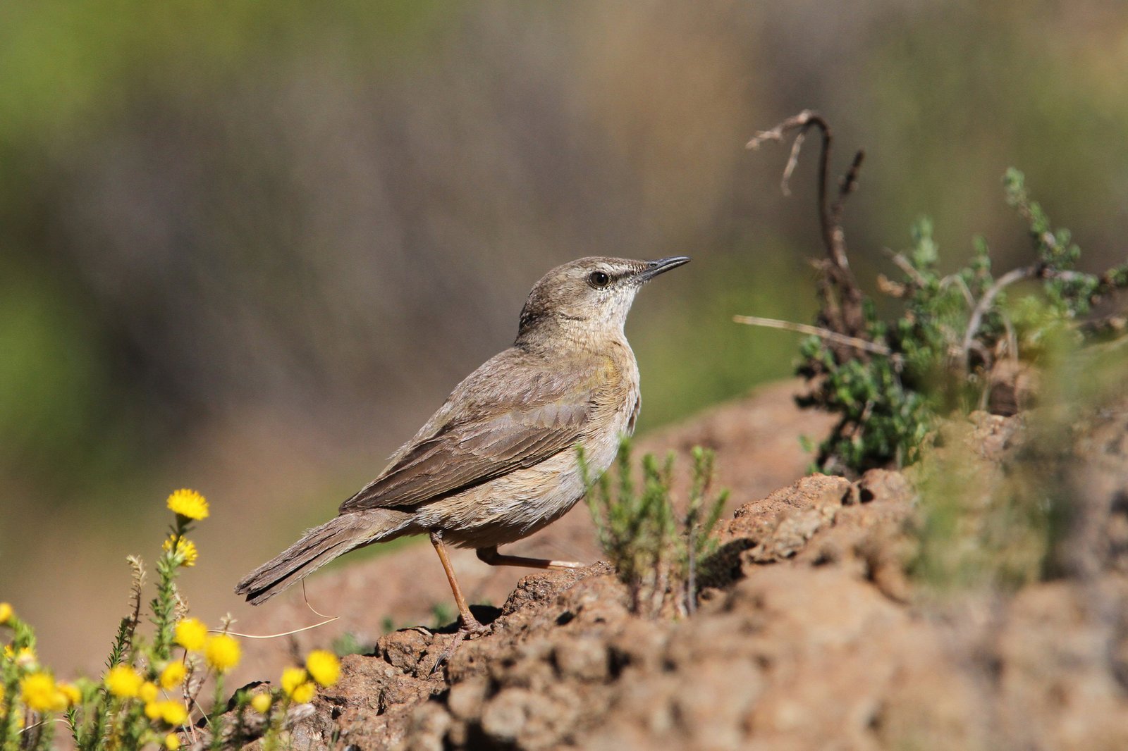 African Rock Pipit (Anthus crenatus)