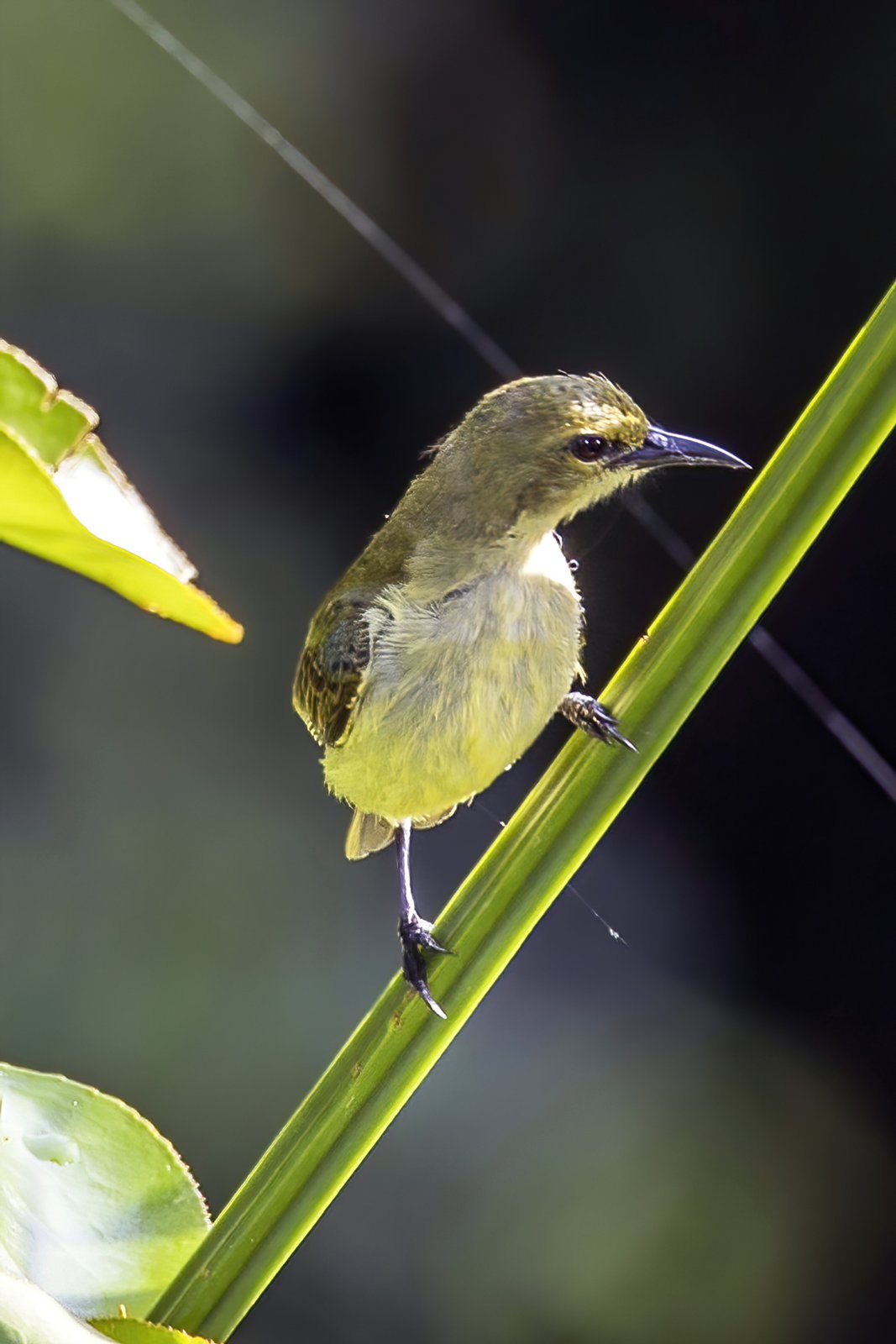 Little Green Sunbird (Anthreptes seimundi)