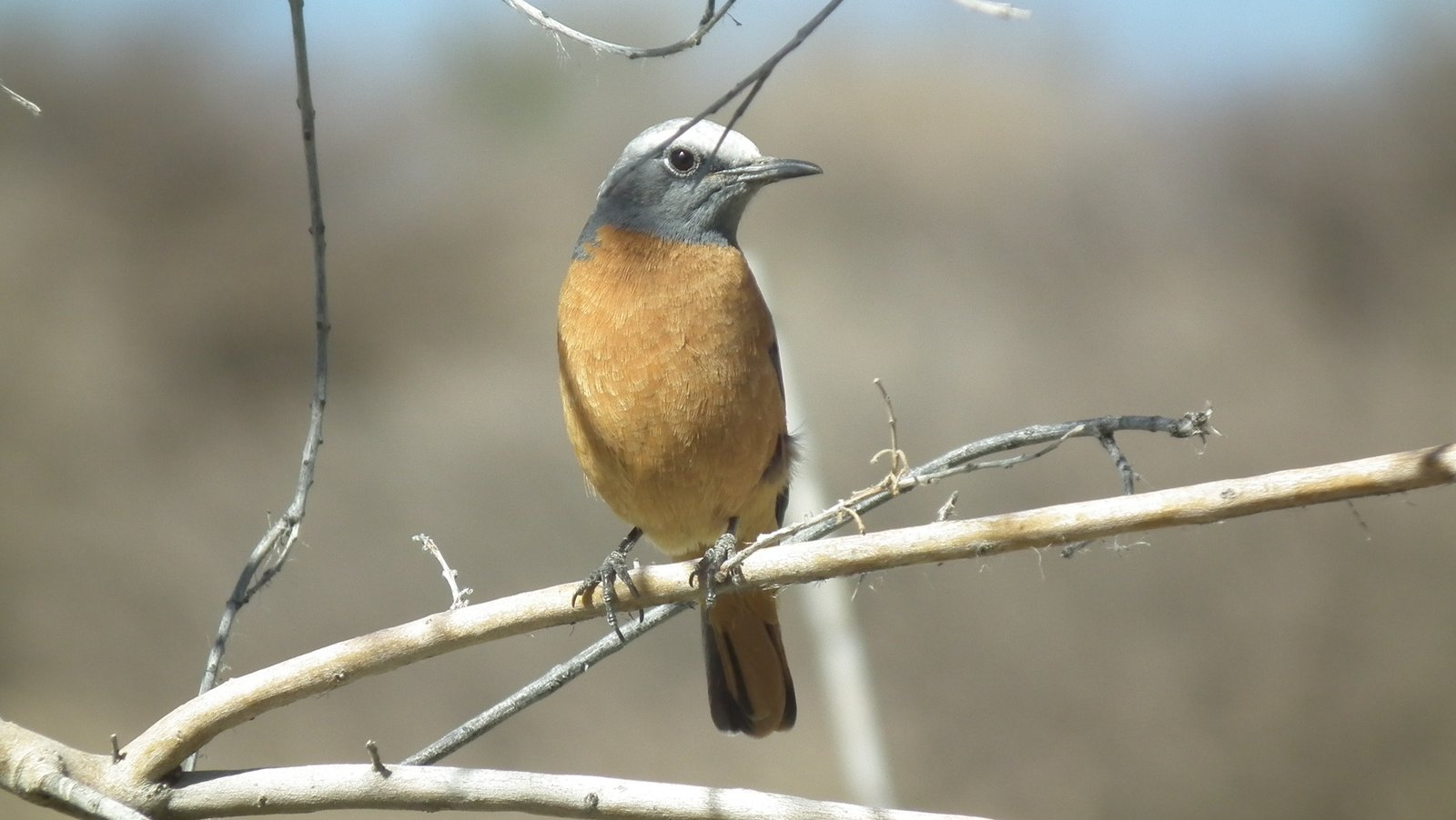 Short-Toed Rock Thrush (Monticola brevipes)