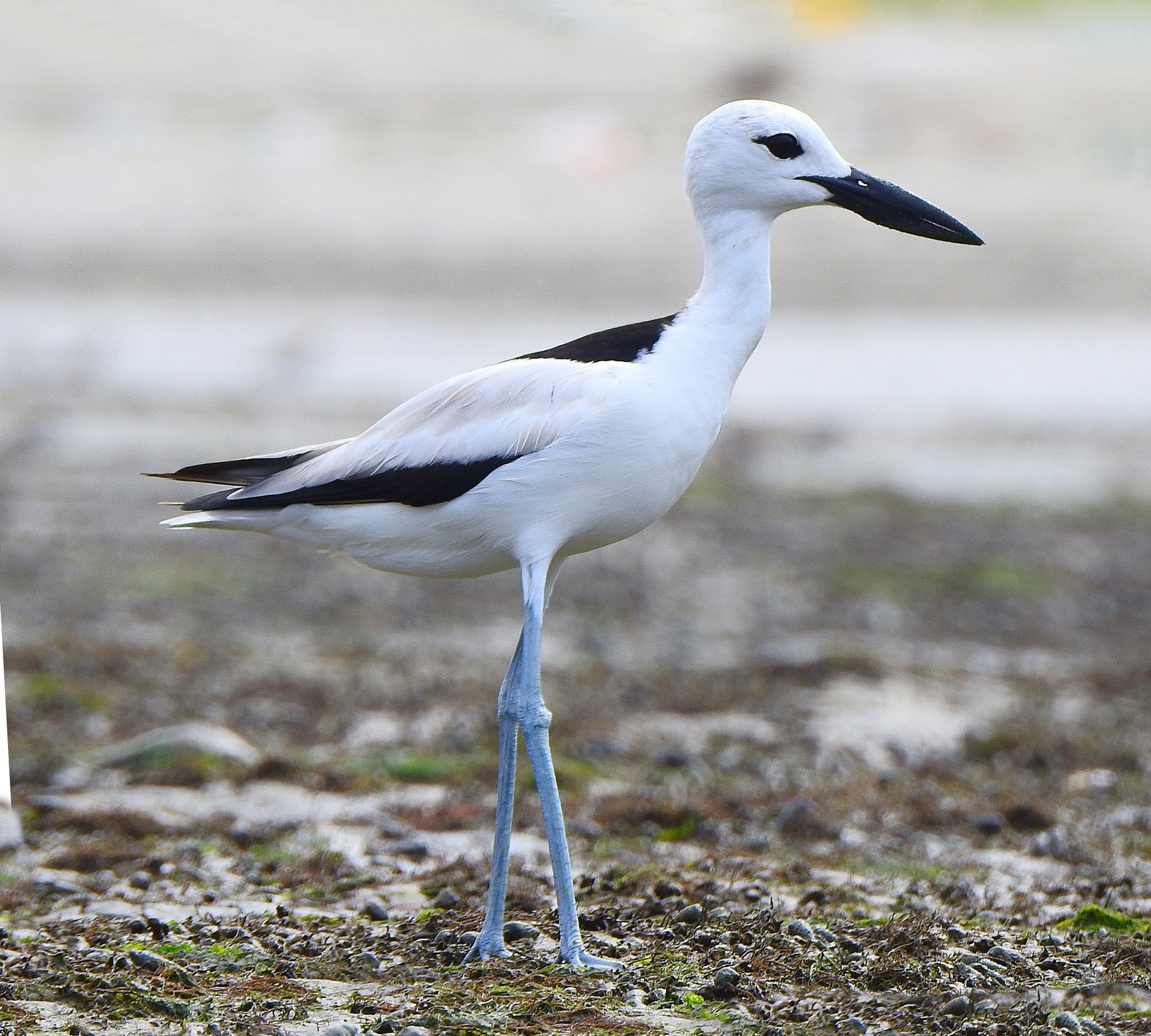 Crab-Plover (Dromas ardeola)