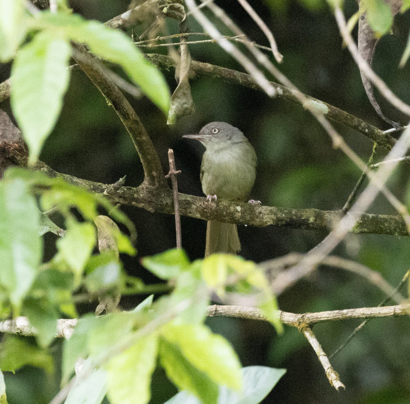 Kretschmer's Longbill (Macrosphenus kretschmeri)