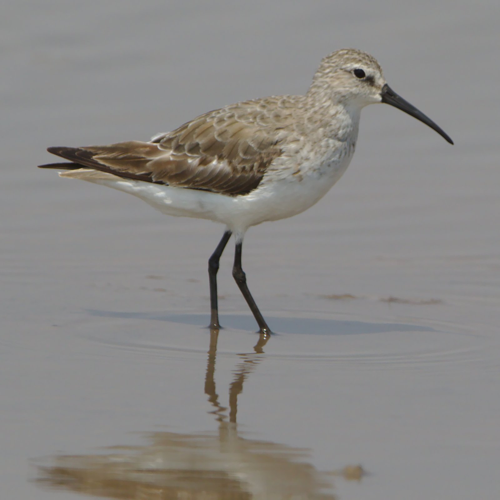 Curlew Sandpiper (Calidris ferruginea)