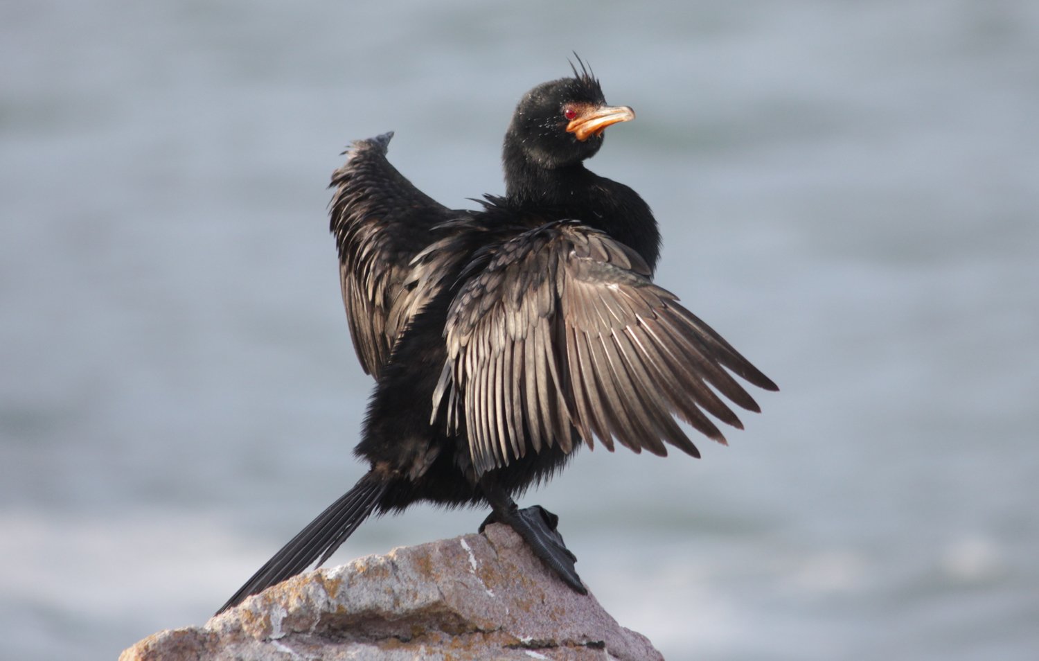 Crowned Cormorant (Microcarbo coronatus)