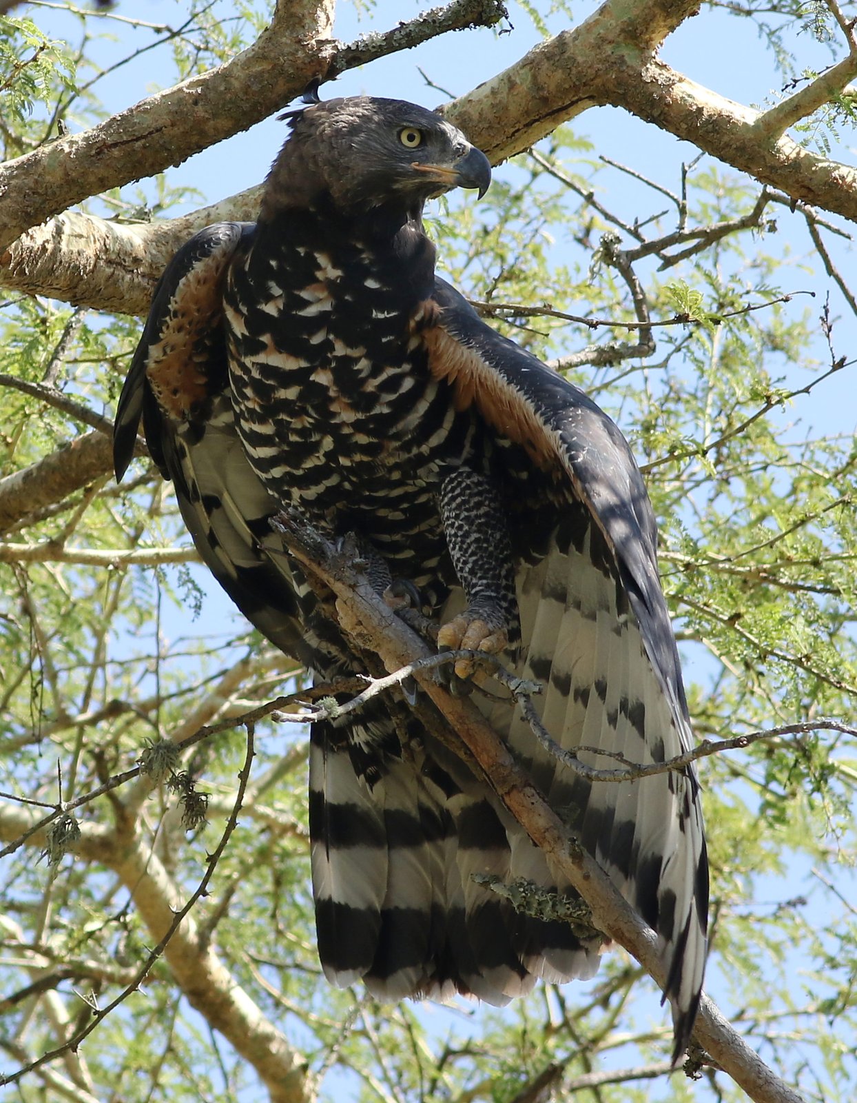 Crowned Eagle (Stephanoaetus coronatus)