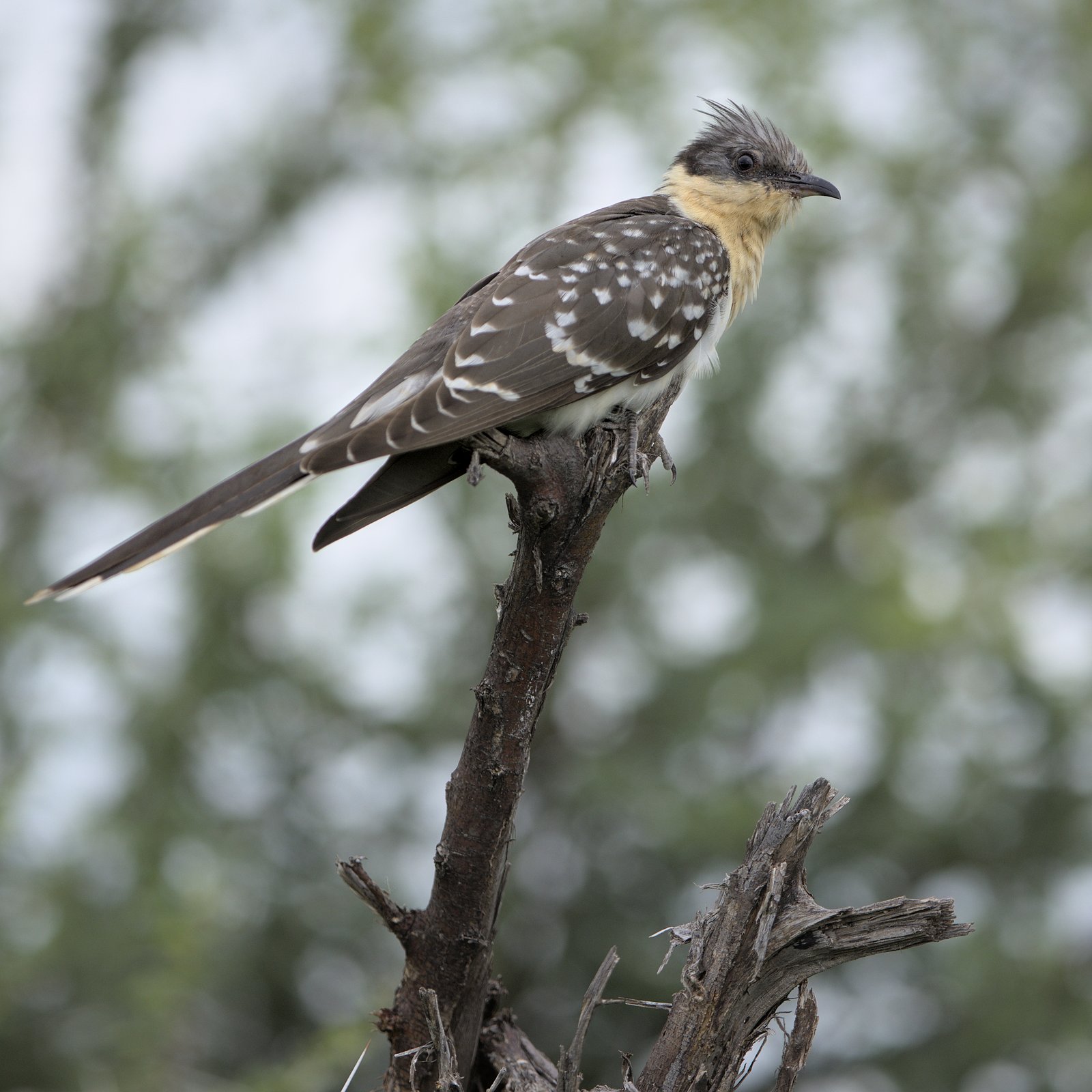 Great Spotted Cuckoo (Clamator glandarius)