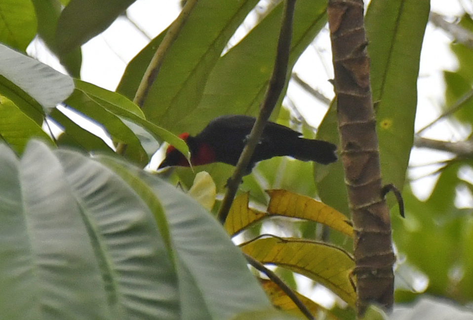 Crested Malimbe (Malimbus malimbicus)