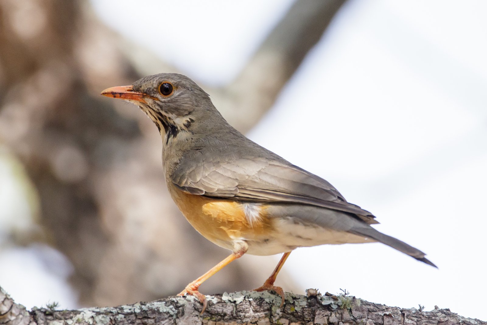 Kurrichane Thrush (Turdus libonyana)