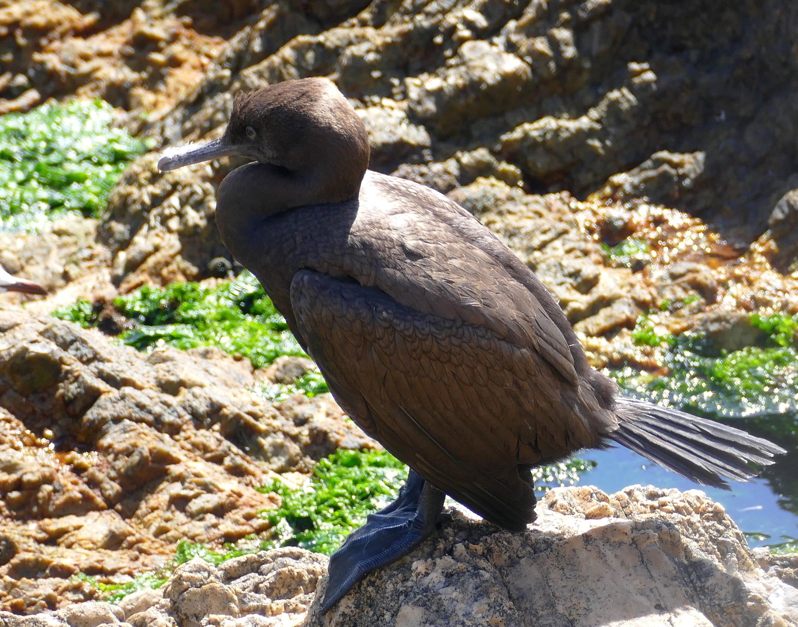 Bank Cormorant (Phalacrocorax neglectus)