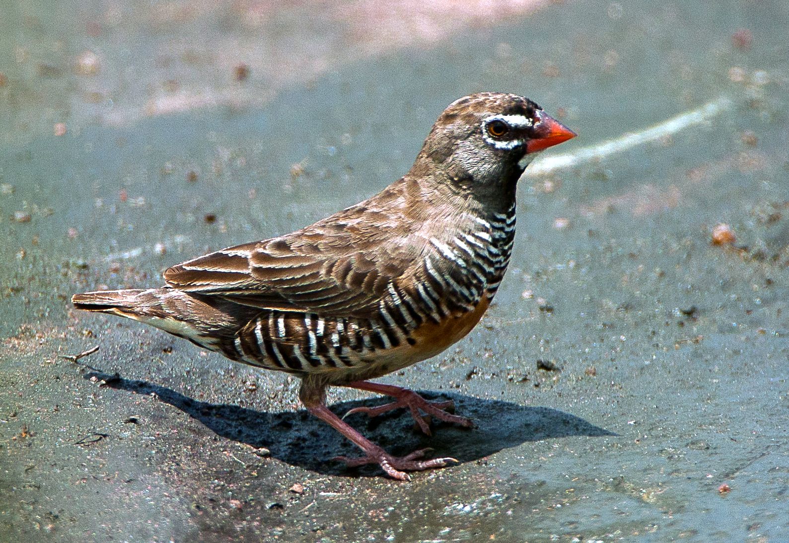 Quailfinch (Ortygospiza atricollis)
