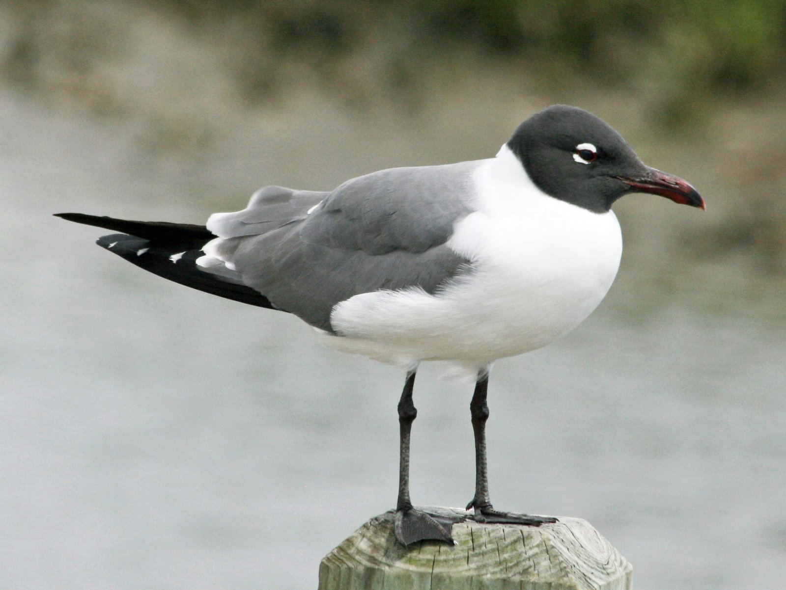 Laughing Gull (Leucophaeus atricilla)