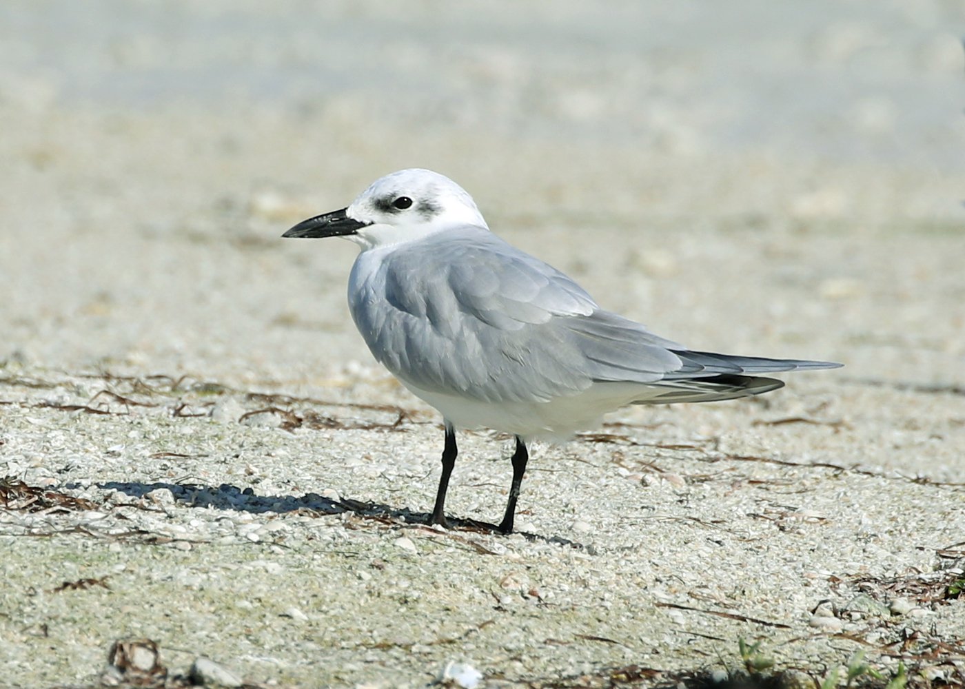 Gull-Billed Tern (Gelochelidon nilotica)