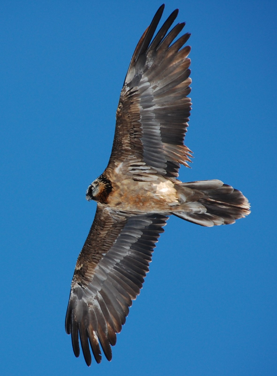 Bearded Vulture (Gypaetus barbatus)