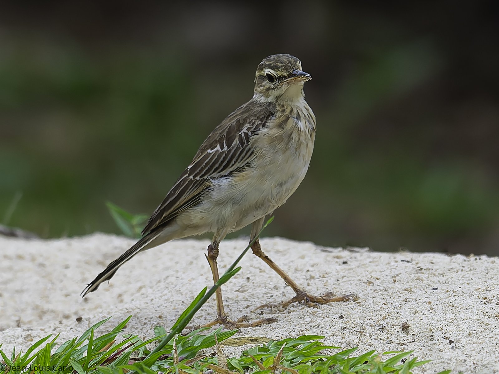 Long-Legged Pipit (Anthus pallidiventris)
