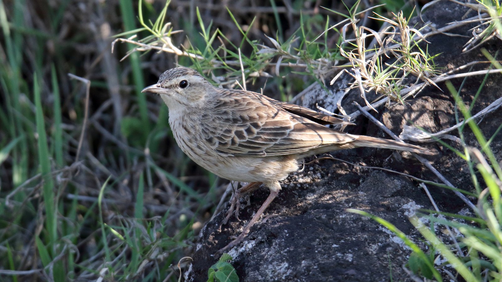 Long-Billed Pipit (Anthus similis)