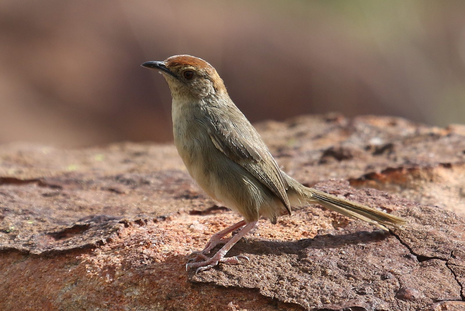 Rock-Loving Cisticola (Cisticola aberrans)