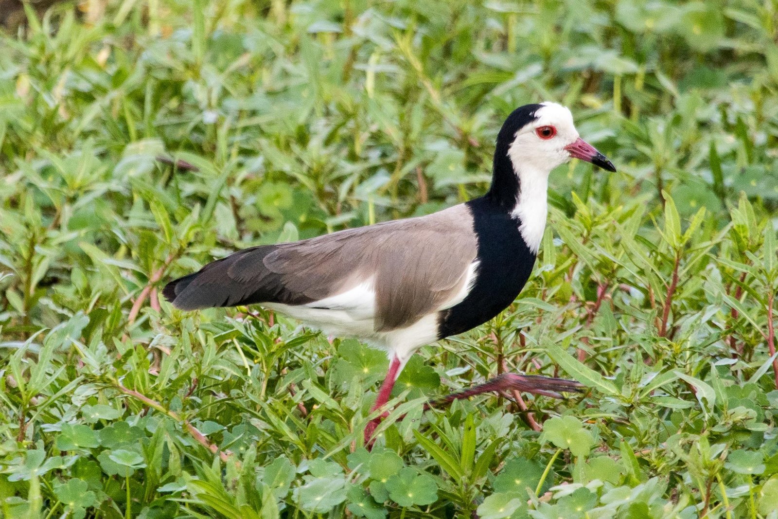 Long-Toed Lapwing (Vanellus crassirostris)