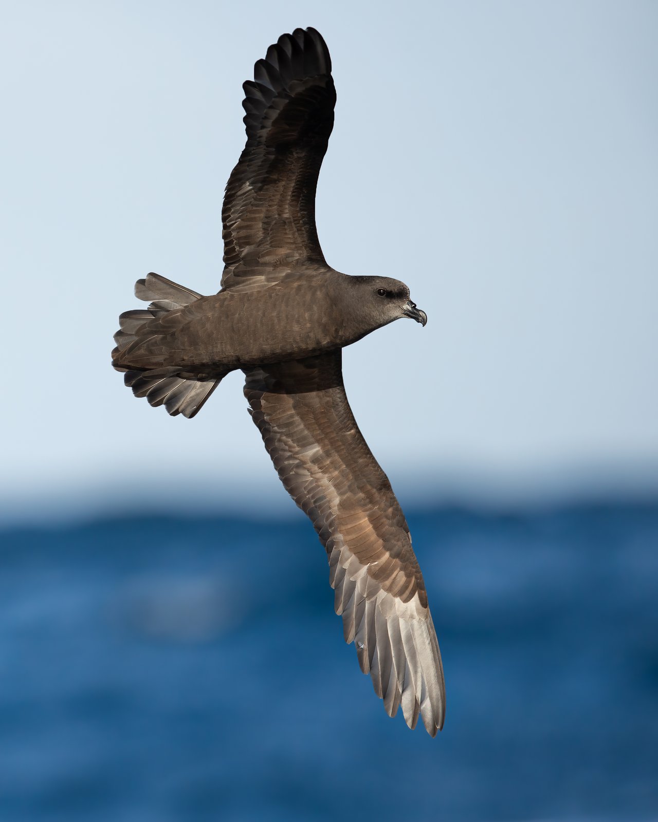 Great-Winged Petrel (Pterodroma macroptera)