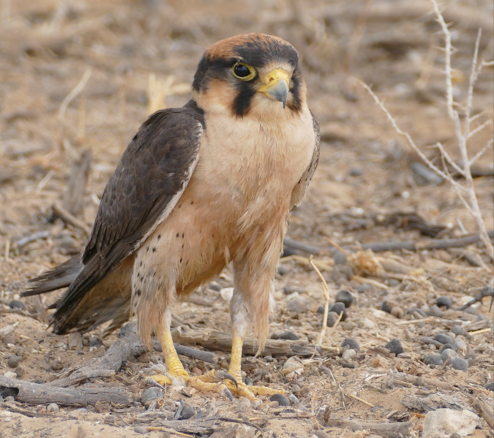 Lanner Falcon (Falco biarmicus)