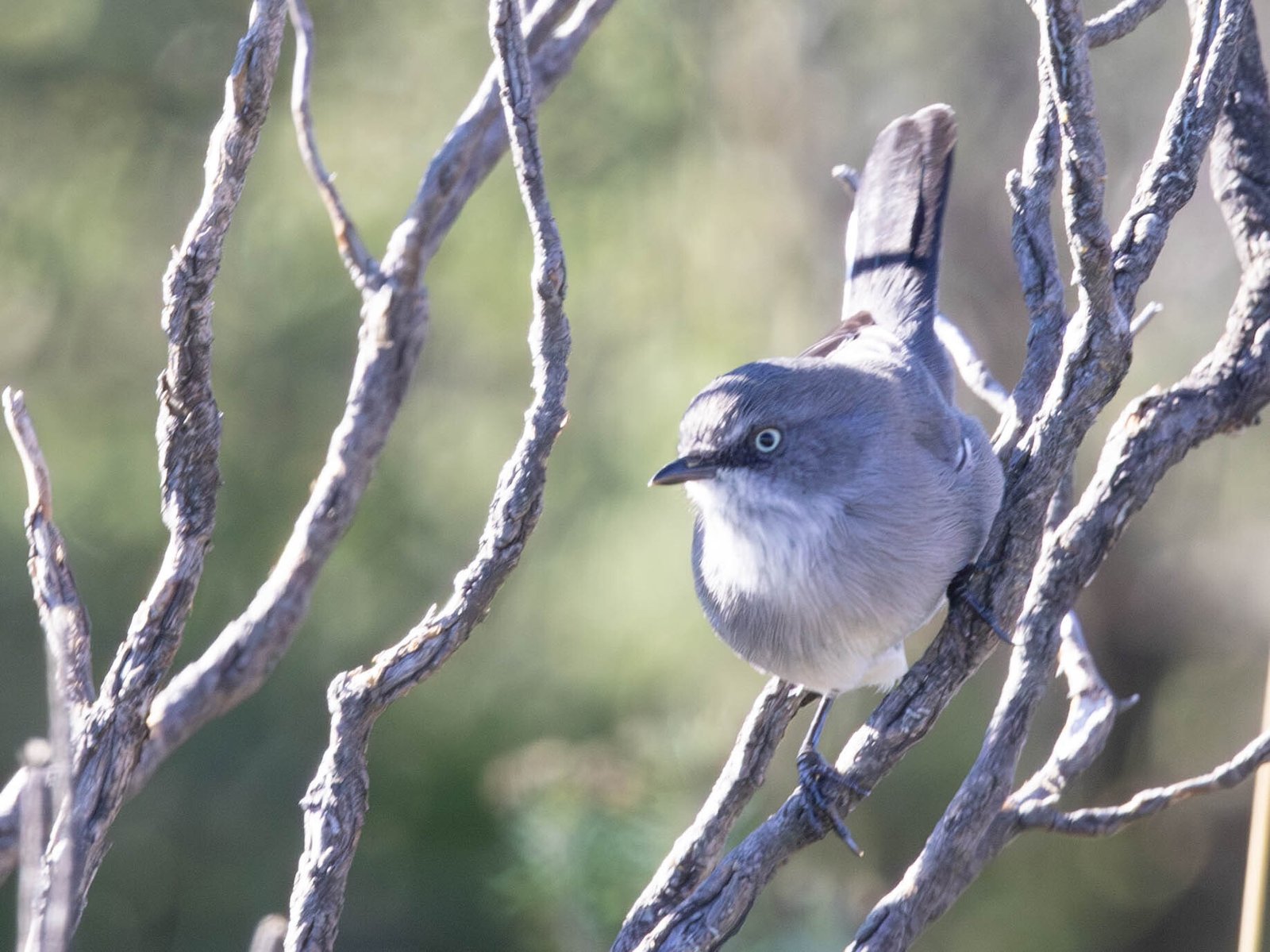 Layard's Warbler (Curruca layardi)