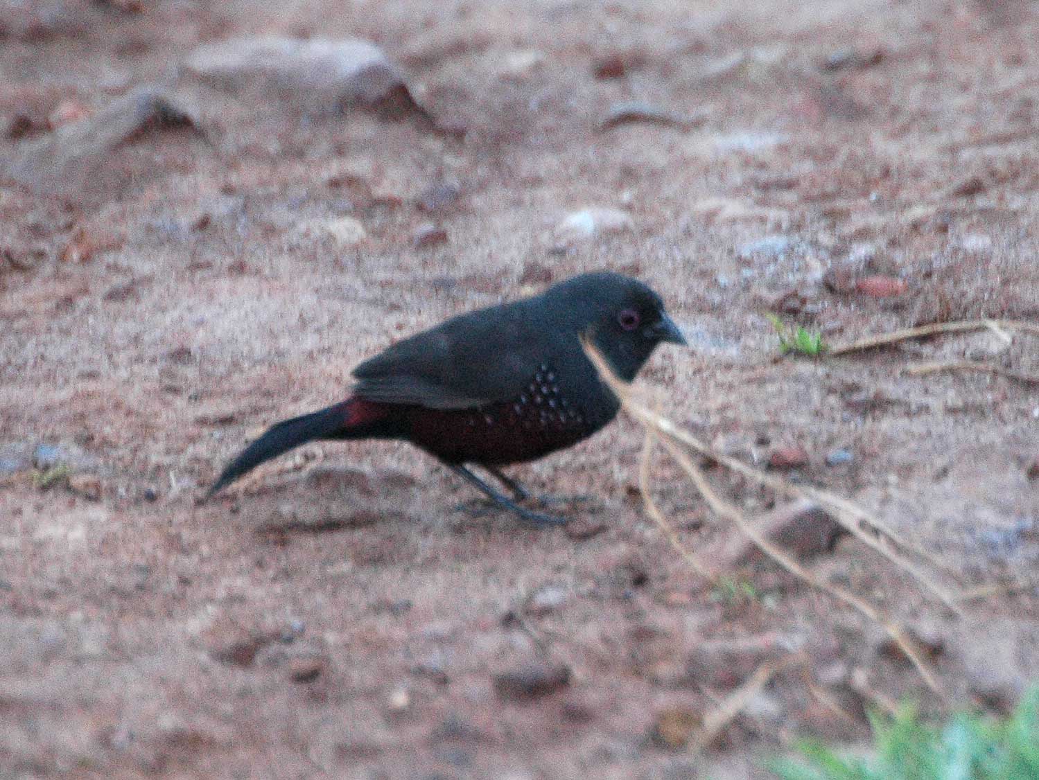 Dusky Twinspot (Euschistospiza cinereovinacea)