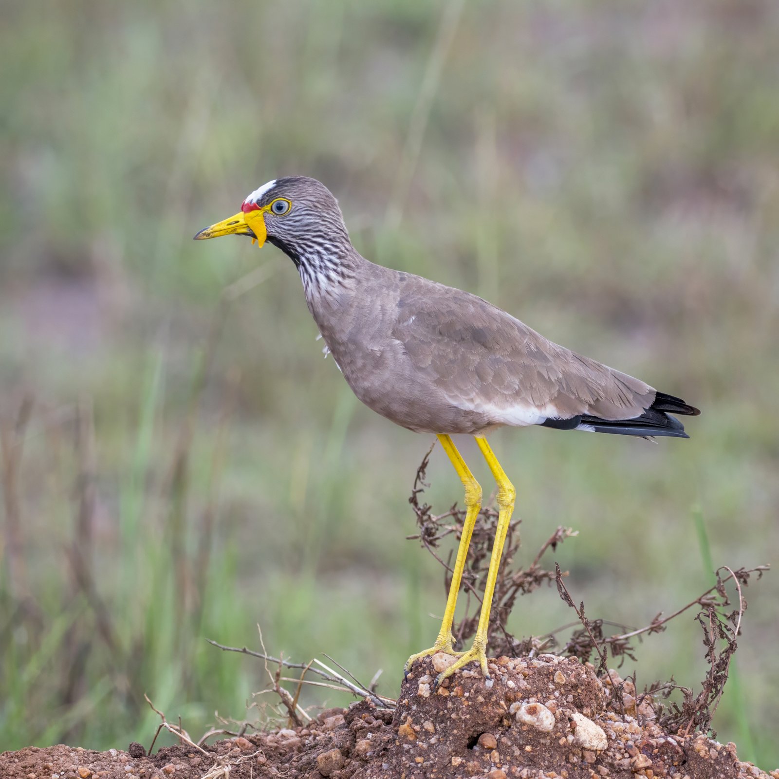 African Wattled Lapwing (Vanellus senegallus)