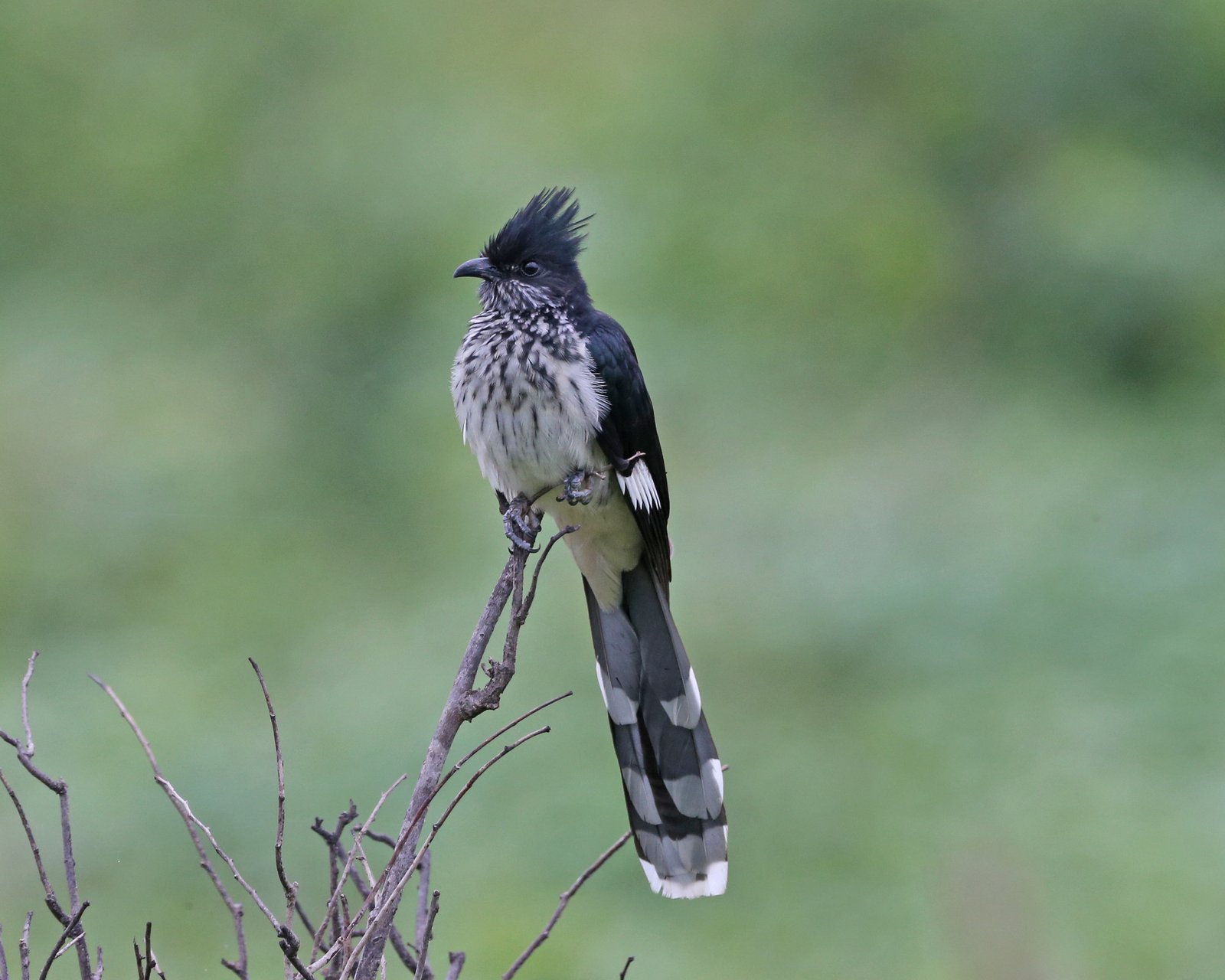 Levaillant's Cuckoo (Clamator levaillantii)