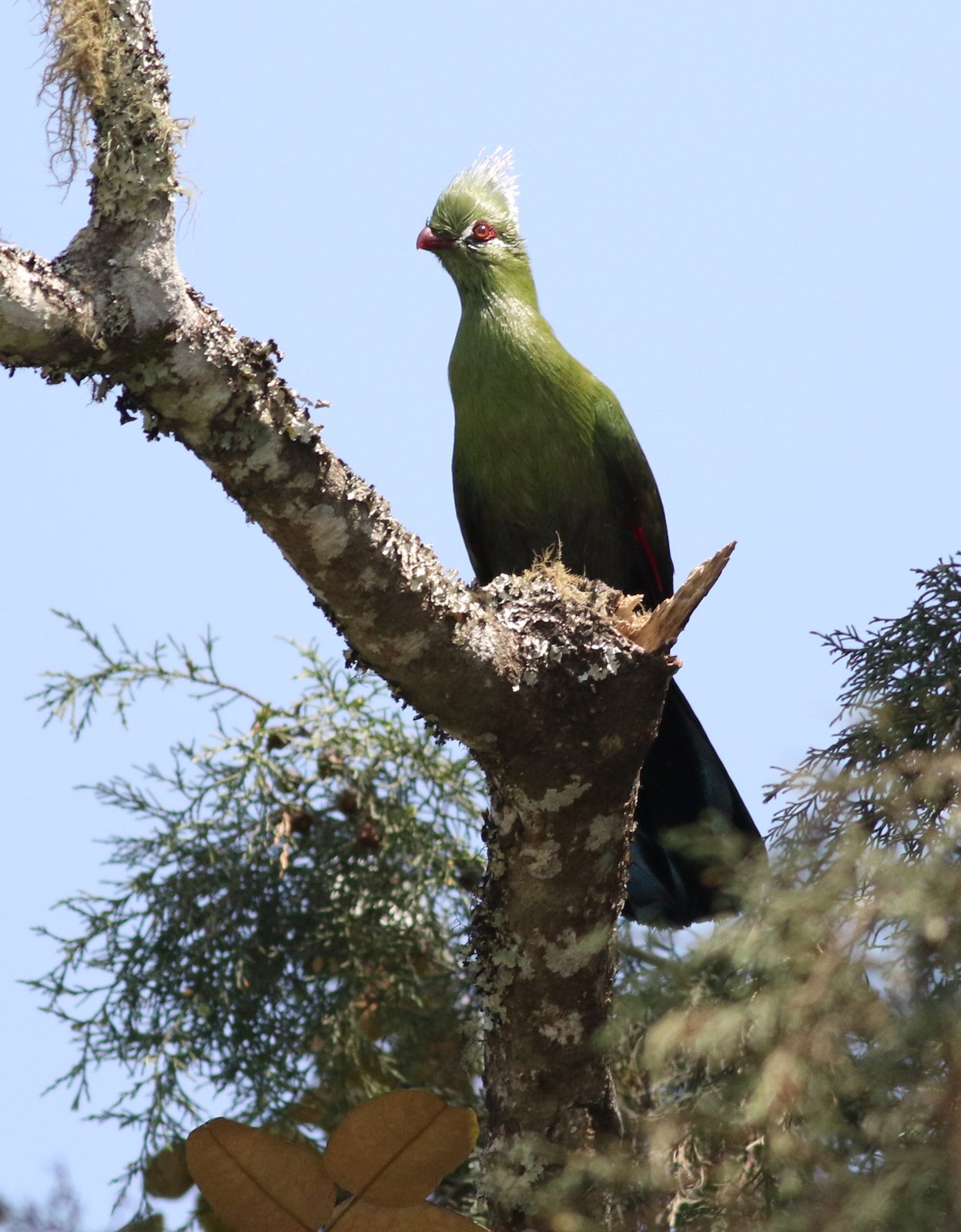 Livingstone's Turaco (Tauraco livingstonii)