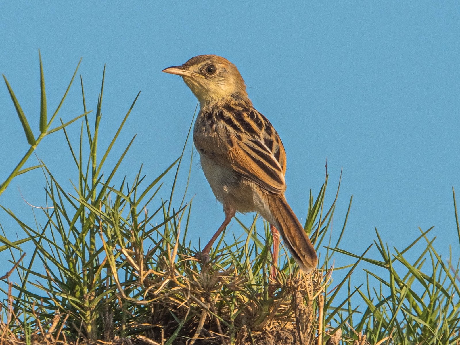 Luapula Cisticola (Cisticola luapula)