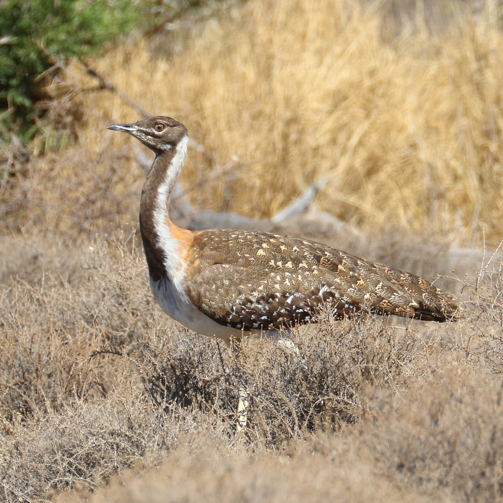 Ludwig's Bustard (Neotis ludwigii)