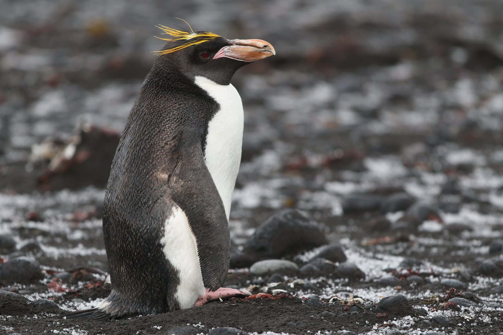 Macaroni Penguin (Eudyptes chrysolophus)