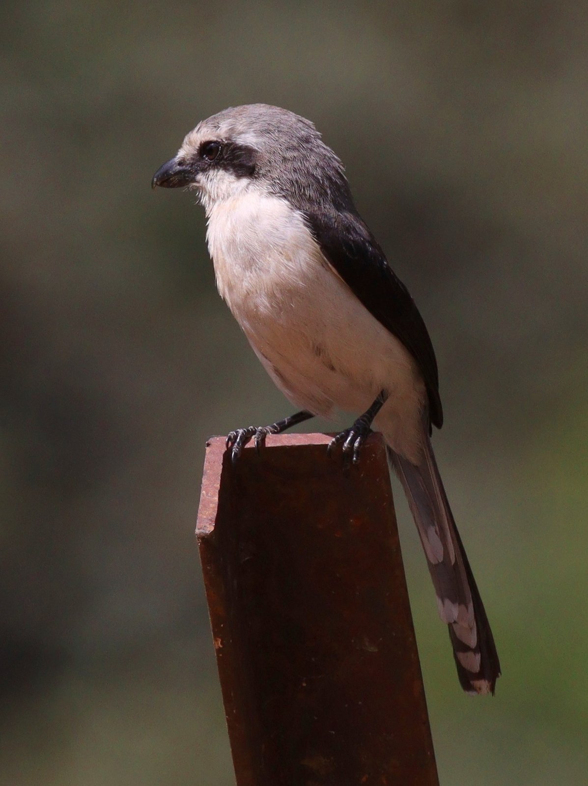 Mackinnon's Shrike (Lanius mackinnoni)